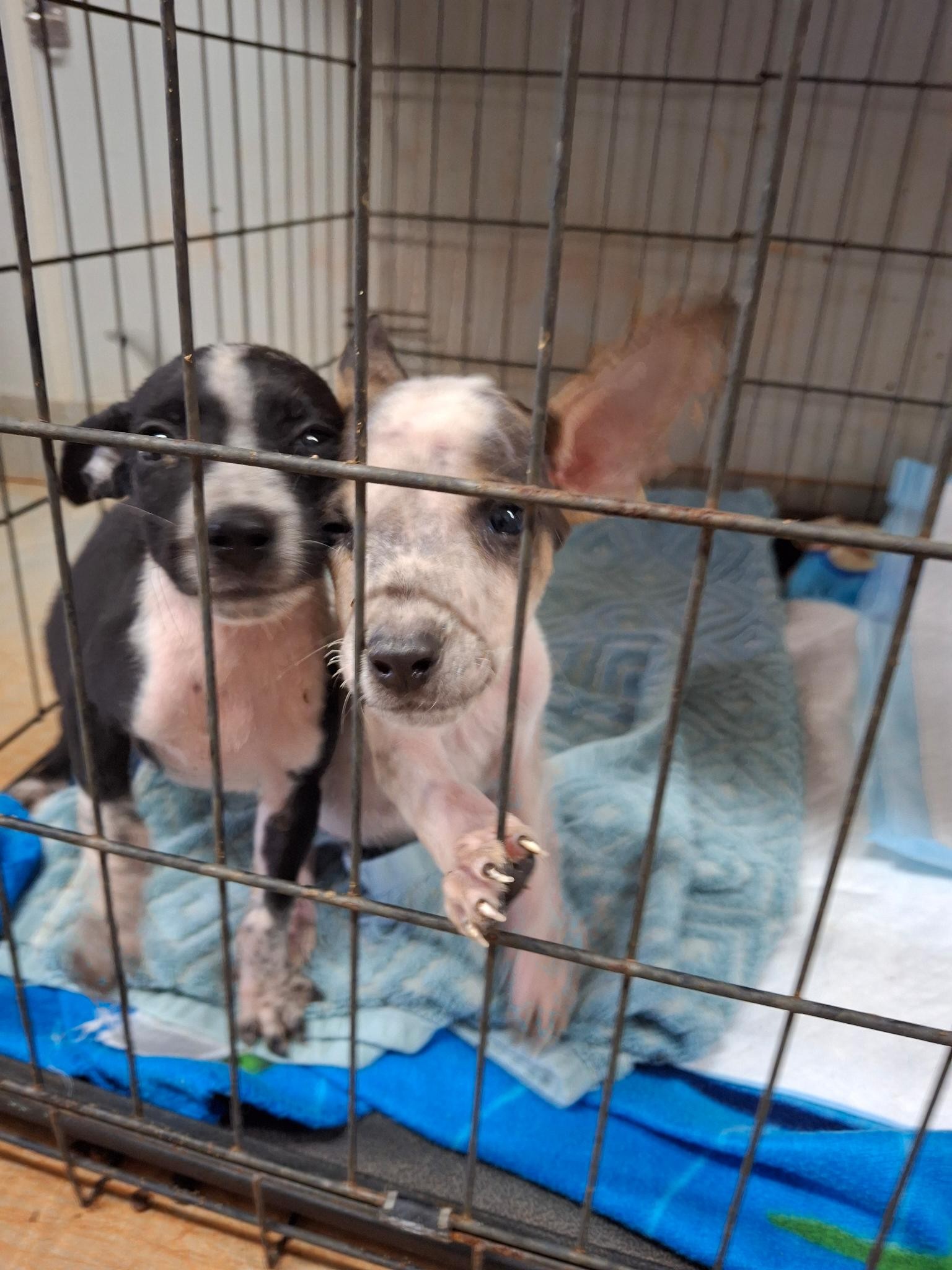 A CAPS dog out on a Jail Break or fostering trip