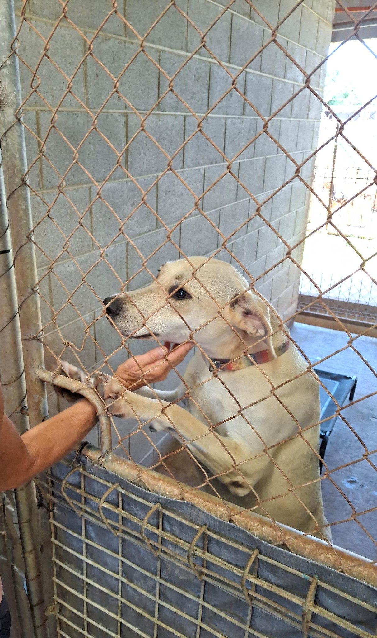 A CAPS dog ready and waiting for a Jail Break