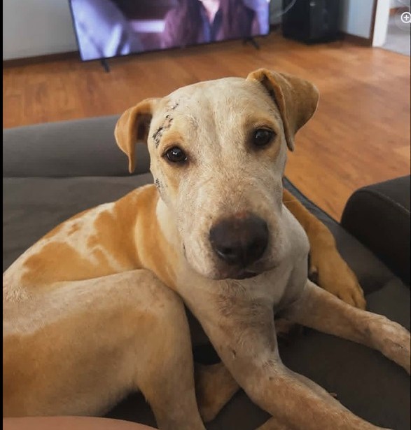 A CAPS dog ready to be adopted
