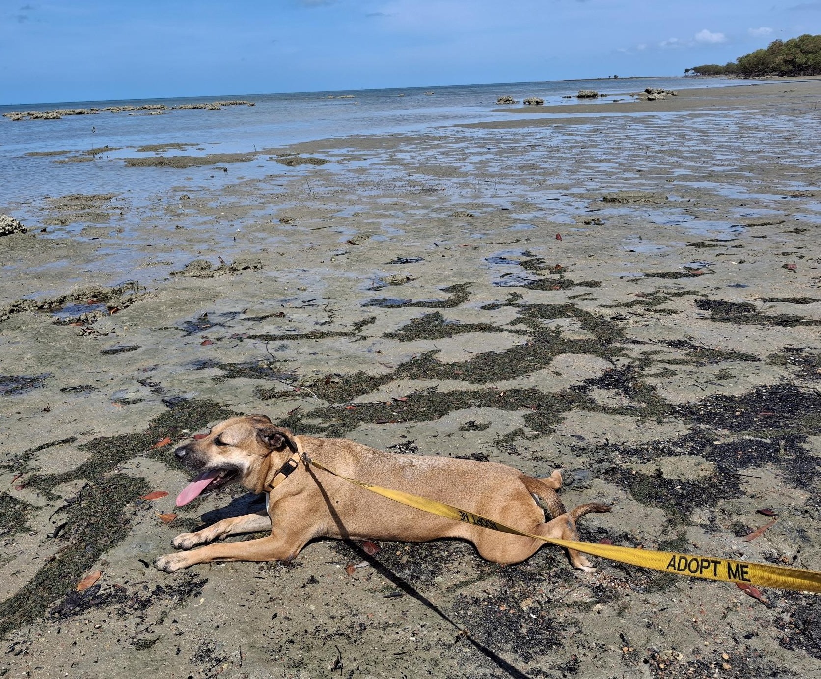 A CAPS dog enjoying time with a volunteer
